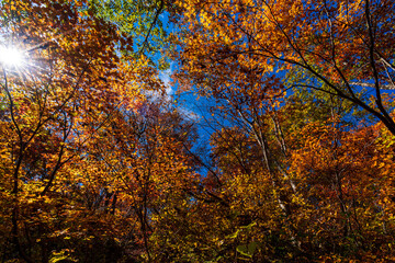 紅葉真っ盛りの白山国立公園・蛇谷自然観察園