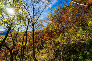 Obraz premium 紅葉真っ盛りの白山国立公園・蛇谷自然観察園
