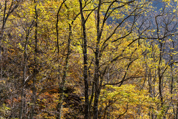 紅葉真っ盛りの白山国立公園・蛇谷自然観察園