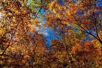 紅葉真っ盛りの白山国立公園・蛇谷自然観察園