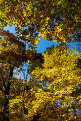 紅葉真っ盛りの白山国立公園・蛇谷自然観察園