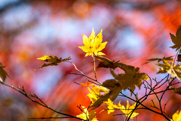 紅葉真っ盛りの白山国立公園・蛇谷自然観察園
