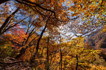 紅葉真っ盛りの白山国立公園・蛇谷自然観察園