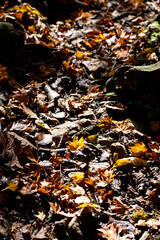 紅葉真っ盛りの白山国立公園・蛇谷自然観察園