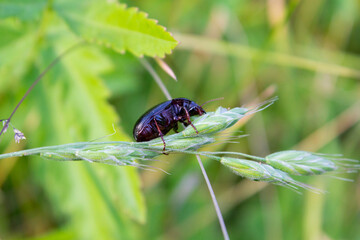 beetle Asemum striatum