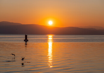 Naklejka na ściany i meble Silhouette Seagulls Swimming On Lake