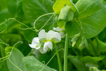 Flowering pea plant. White flowers close up.