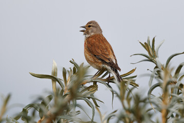 Bird with Red Breast