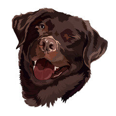 Brown labrador smiles and winks. Vector illustration