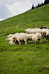 Pasące się owce stadem na zielonej łące, pastwisku.
