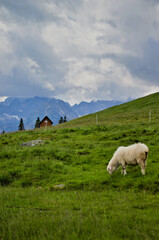 Pasąca się owca na górskim, polskim zboczu, na hali, w tatrach, szlak na Morskie Oko, Zakopane.
