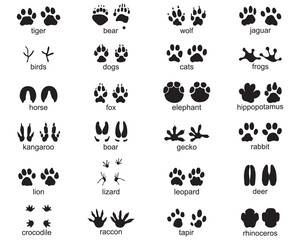 Set of footprints of wild animals on a white background	