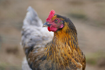 Huhn