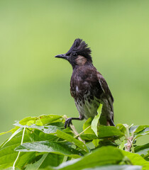 The red-vented bulbul is a member of the bulbul family of passerines. It is a resident breeder across the Indian subcontinent, including Sudan extending east to Jordan and parts of Algeria.