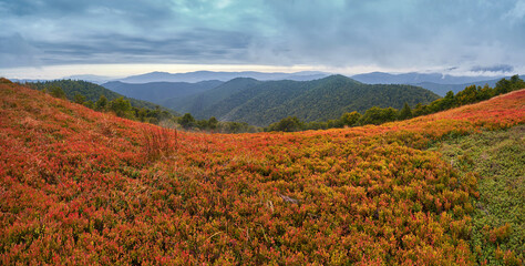 Panorama of the autumn Carpathian mountain pastures. The first frosts turned blueberry bushes red....