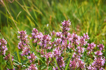 The macrophoto of herb Thymus serpyllum, Breckland thyme. Breckland wild thyme, creeping thyme, or elfin thyme blossoms close up. Natural medicine. Culinary ingredient and fragrant spice in habitat