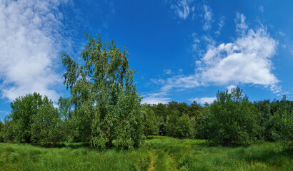 Fototapeta premium Summer landscape with bright greenery. Beautiful meadow with tall grass. Dirt road almost overgrown