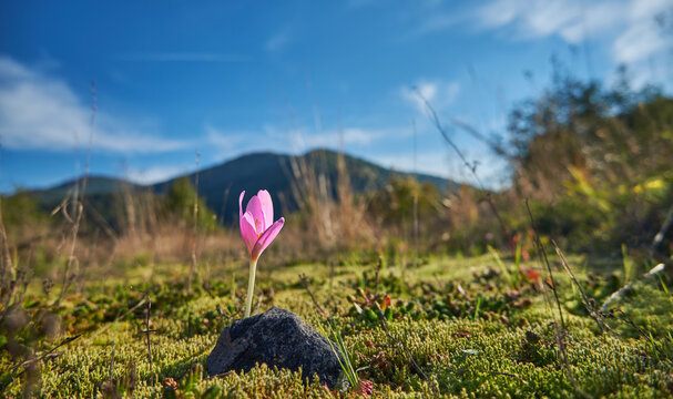 Colchicum, delicate pink autumn flower alone against the backdrop of the Carpathian mountains