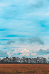 Fototapeta premium Landscape, grassland and panoramic sky