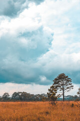 Landscape, grassland and panoramic sky