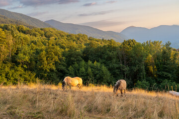 Obraz premium In Frankreich in der Auvergne-Rhone-Alpes