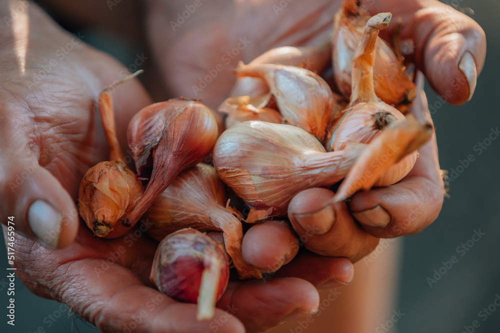 Wall mural farmer hands with harvest of shallots spice onions