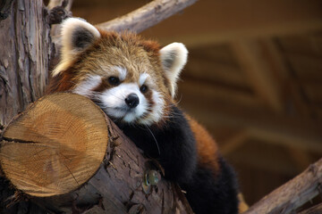 A red panda staring somewhere from the top of a log