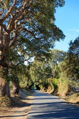 Fototapeta premium Country road in eastern plain of Corsica near Linguizzetta village