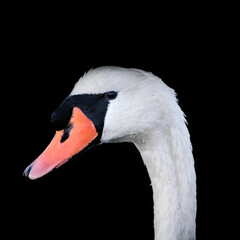 Portrait of Mute swan (Cygnus olor) against dark background 
