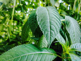 close up of Himalayan balsam leaves - obrazy, fototapety, plakaty