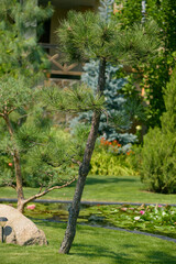 decorative pine bonsai, beautiful garden view with pond and water lilies