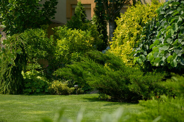 Obraz premium beautiful garden, various ornamental plants grows in the garden, junipers in the garden