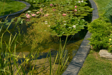 garden pond with blooming water lilies