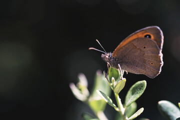 Close up shot of a butterly on a purple flower