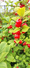 closeup of ripe dark red cherries hanging on cherry tree branch with blurred background.