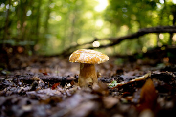 White mushrooms in the woods, on a background of leaves, bright sunlight. Boletus. Mushroom - obrazy, fototapety, plakaty