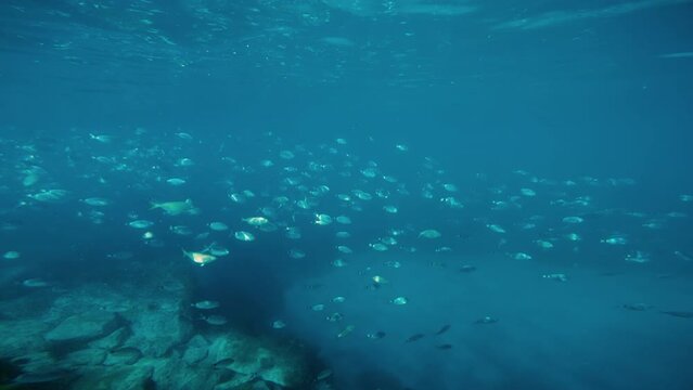 Silhouettes Of Fish With Sun Flares