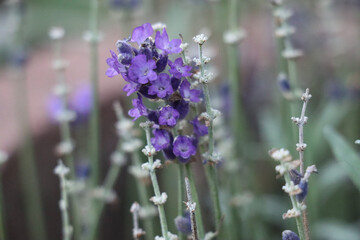 The close-up of lavender was a symphony of color, fragrance, and beauty. The delicate flowers were arranged in a sea of purple.