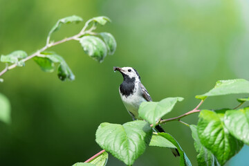 The white wagtail (Motacilla alba)
