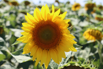 Fototapeta premium The sunflower in the field was a towering beacon of light, a symbol of hope and happiness and Its golden petals were turned towards the sun, soaking up its warmth and energy.