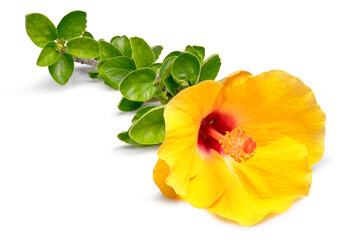 Yellow flowers of hibiscus isolated on white background. Clipping path