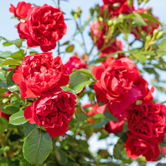 Blühende rote Edelrosen