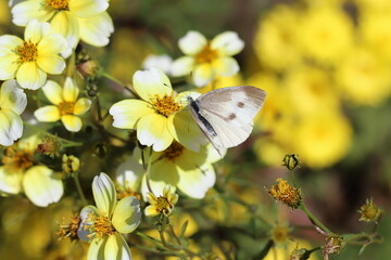 日本の秋の庭に咲くウインターコスモスの花の蜜を吸うモンシロチョウ