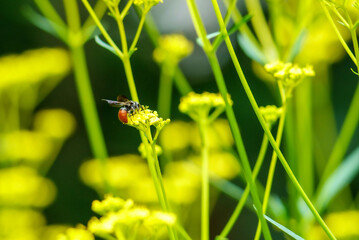 花の花粉を集める蜂