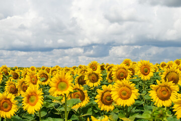 Fototapeta premium Sunflower field in the summer with stormy sky before rain. Copy space. Selective focus.