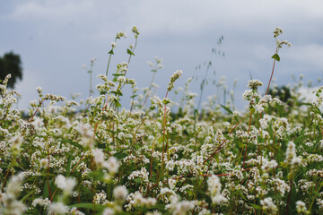 Buckwheat growing in the field with stormy clouds. Selective focus.