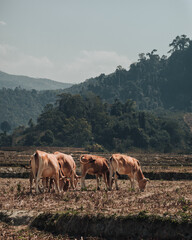three cows eating grass from a dried up rice field in the dry season in Northern Laos