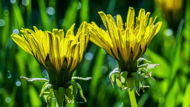 Der Gew&ouml;hnliche L&ouml;wenzahn (Taraxacum) sprie&szlig;t im Fr&uuml;hling auf Wiesen. Die strahlend gelben Bl&uuml;ten sind faszinierend sch&ouml;n. Die gesamte Pflanze ist essbar, sehr gesund: Als Salat, Honig, Tee, Pesto.
