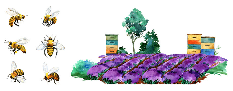 Watercolor summer scene with bee hives. Honey bee, beekeeping, honey farm, apiary background. Blooming lavender field, meadow, sunflowers scenery