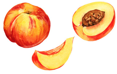 watercolour illustration of nectarine, peach and peach half, slise of peach, hand drawn sketch of summer fruit, yellow, orange, red color